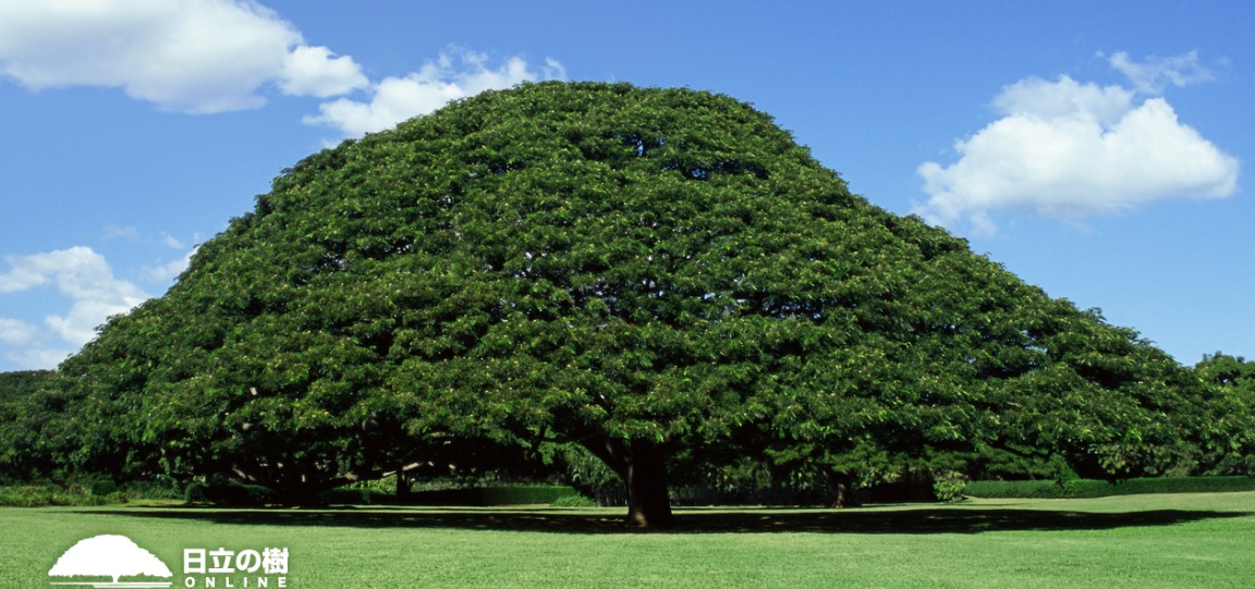 良樹細根（りょうじゅさいこん）のはなし！　コラム