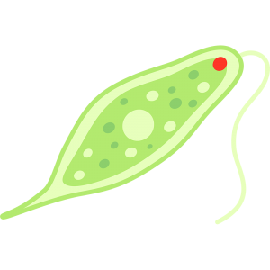 毎日0.1％の成長とミドリムシの話　「横浜のビジョン税理士法人のコラム」